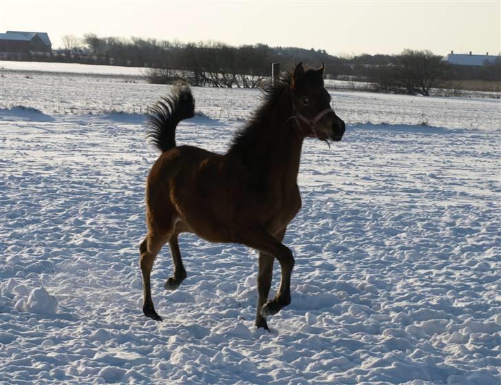 Arabisk fuldblod (OX) FE Shadiva billede 3