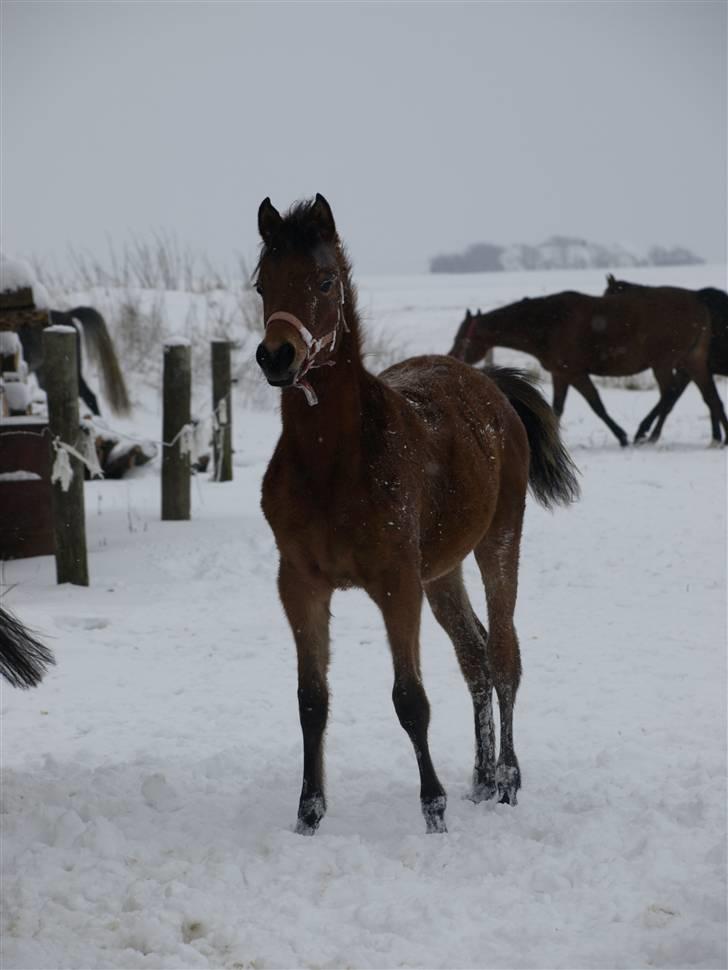 Arabisk fuldblod (OX) FE Shadiva billede 5