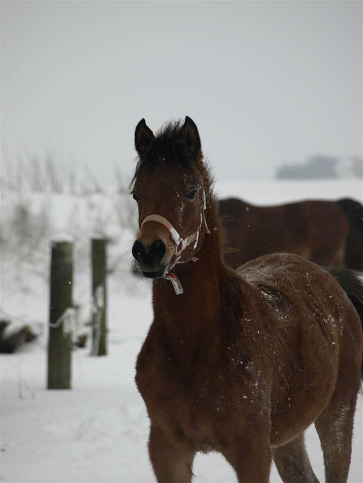 Arabisk fuldblod (OX) FE Shadiva billede 6