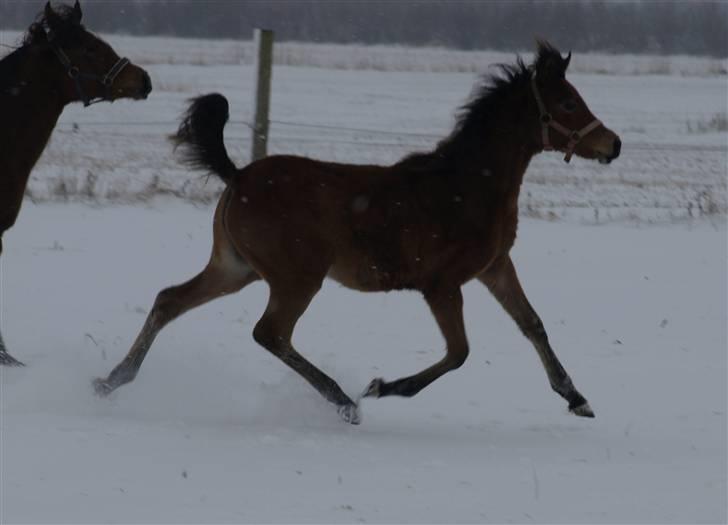 Arabisk fuldblod (OX) FE Shadiva billede 7