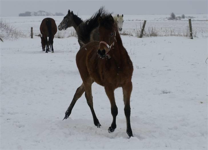 Arabisk fuldblod (OX) FE Shadiva billede 8