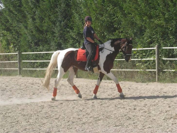 Pinto  Mc Cloud R.I.P billede 10