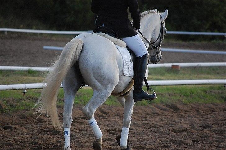 Anden særlig race Isabel  - Foto: Ditte Andersen. (Trav) billede 10