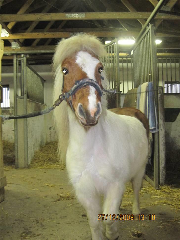Anden særlig race Amigo billede 9
