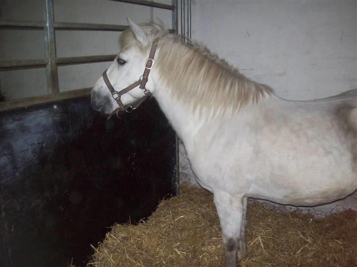 Anden særlig race bob  bytte  - billede tage den 8/1-2010 billede 2