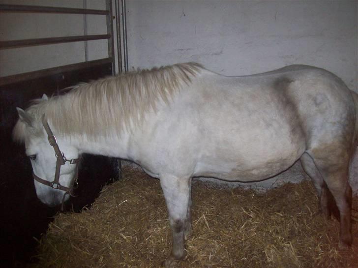 Anden særlig race bob  bytte  - billede tage den 8/1-2010 billede 3