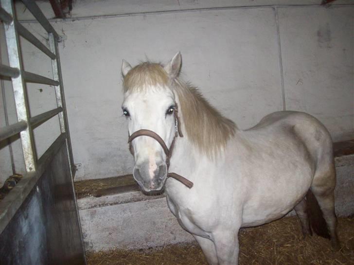 Anden særlig race bob  bytte  - billede tage den 8/1-2010 billede 4