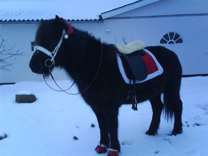 Islænder Auður  fra Geldingaá - Julepony billede 10