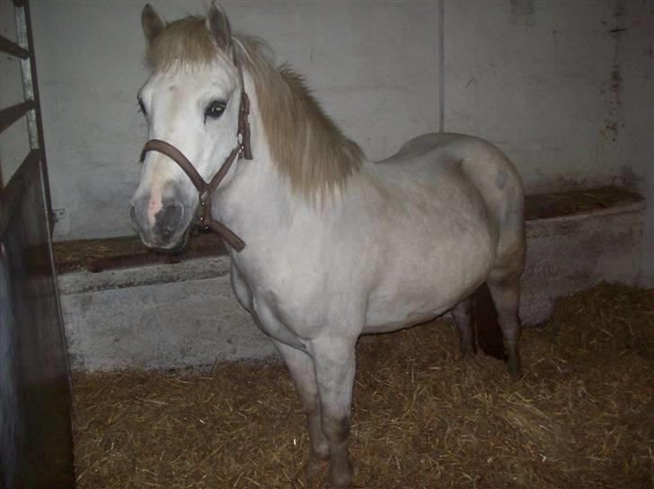 Anden særlig race bob  bytte  - billede tage den 8/1-2010 billede 5