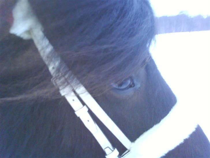 Islænder Auður  fra Geldingaá - Julepony i nærprofil billede 12