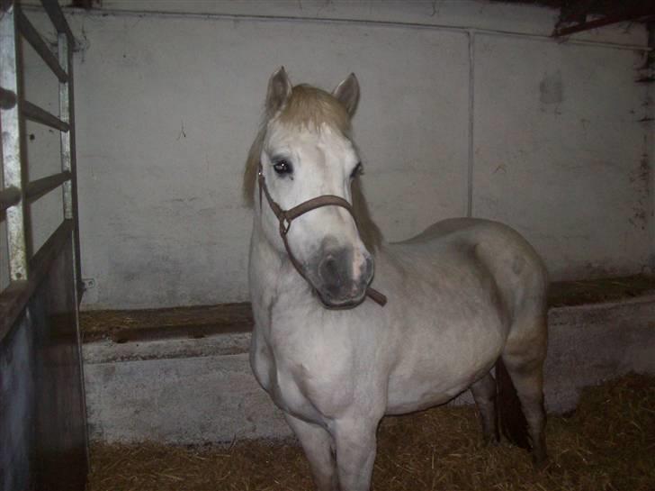 Anden særlig race bob  bytte  - billede tage den 8/1-2010 billede 6