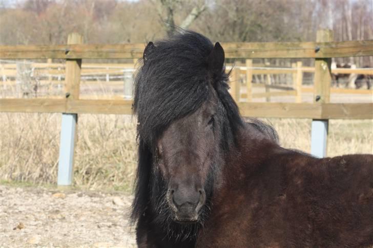 Islænder Auður  fra Geldingaá - En dag på folden billede 13