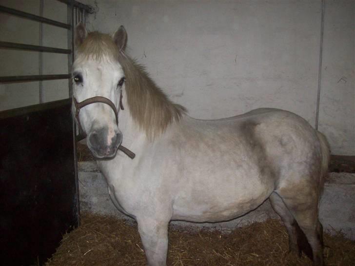 Anden særlig race bob  bytte  - billede tage den 8/1-2010 billede 7