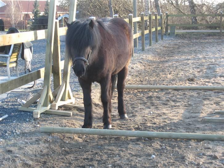 Islænder Auður  fra Geldingaá - "Skal det ligne et spring?" 10 min efter sprang hun ud af banen (110 cm !) billede 14