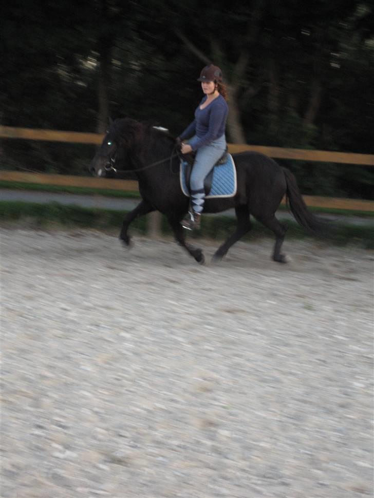Islænder Auður  fra Geldingaá - Galop på banen billede 15
