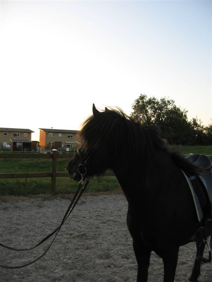 Islænder Auður  fra Geldingaá - På banen ved solnedgang - Det var sådan en flot aften. billede 16