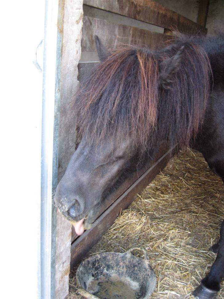 Islænder Auður  fra Geldingaá - Mums det smager godt billede 17