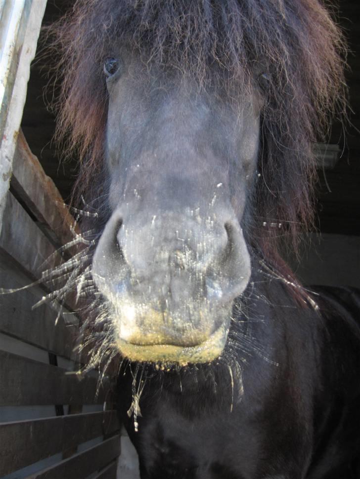 Islænder Auður  fra Geldingaá - "Er jeg ikke lækker?" billede 18