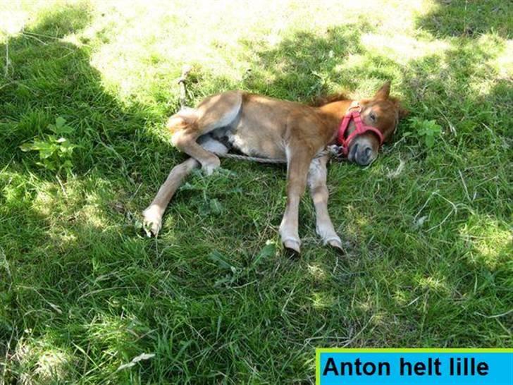 Shetlænder Anton - 8) Lille Anton ligger i græsset med en lille lammegrime på :). billede 8