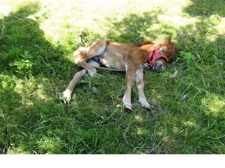 Shetlænder Anton - 9) Søde Anton da han var lille. Billedet er fra tidligere ejer. billede 9