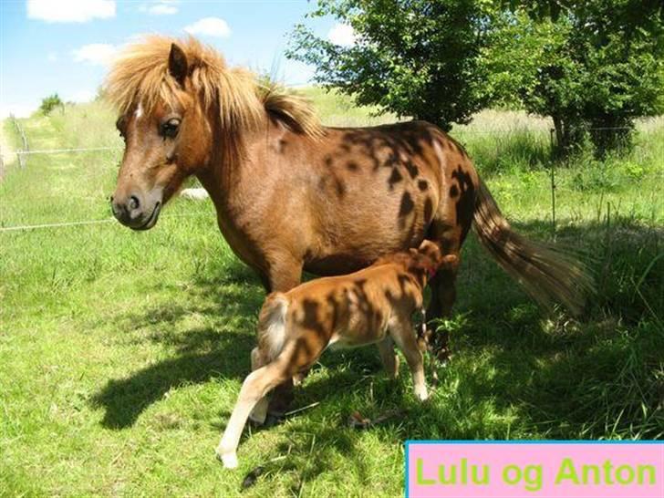 Shetlænder Anton - 10) Lulu og lille Anton før jeg købte dem. billede 10