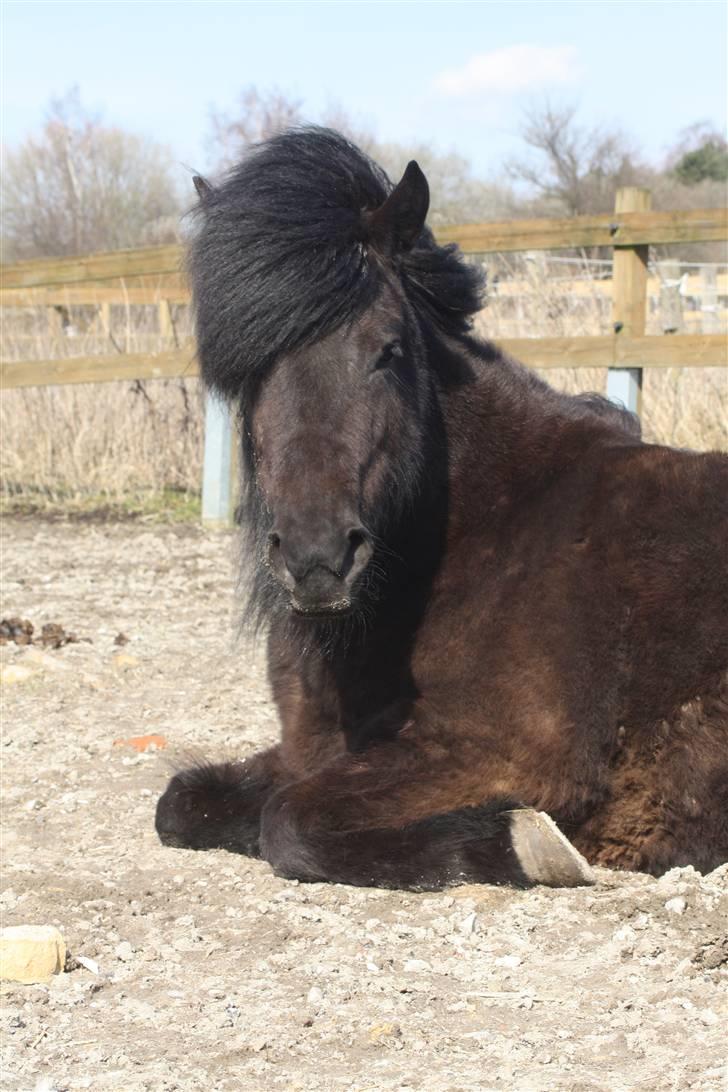 Islænder Auður  fra Geldingaá - På folden billede 19