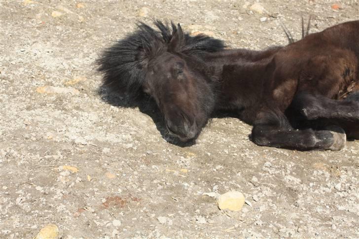 Islænder Auður  fra Geldingaá - "Jeg tager mig lige en lur" billede 20