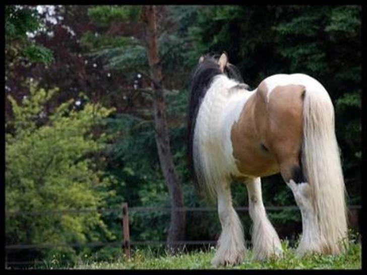 Irish Cob Cillbarra Golden Vale billede 10