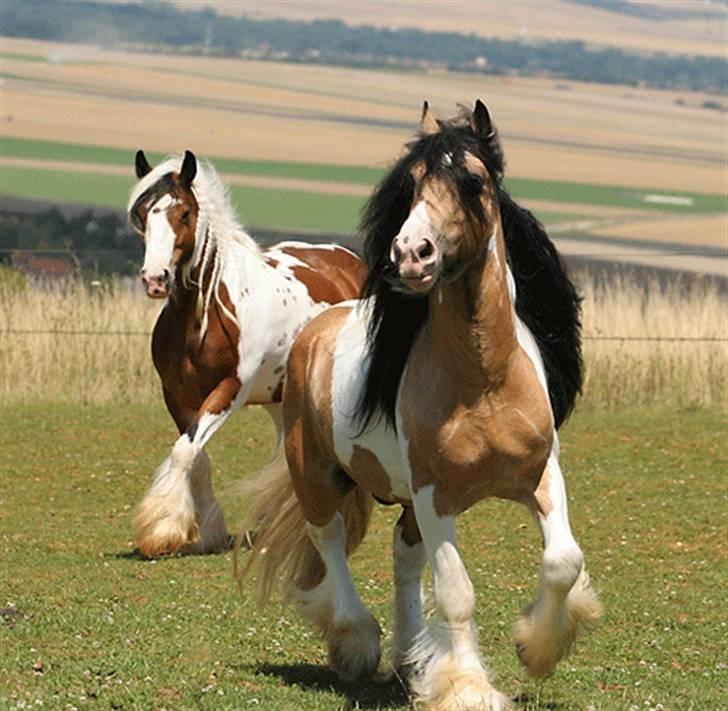 Irish Cob Cillbarra Golden Vale billede 2