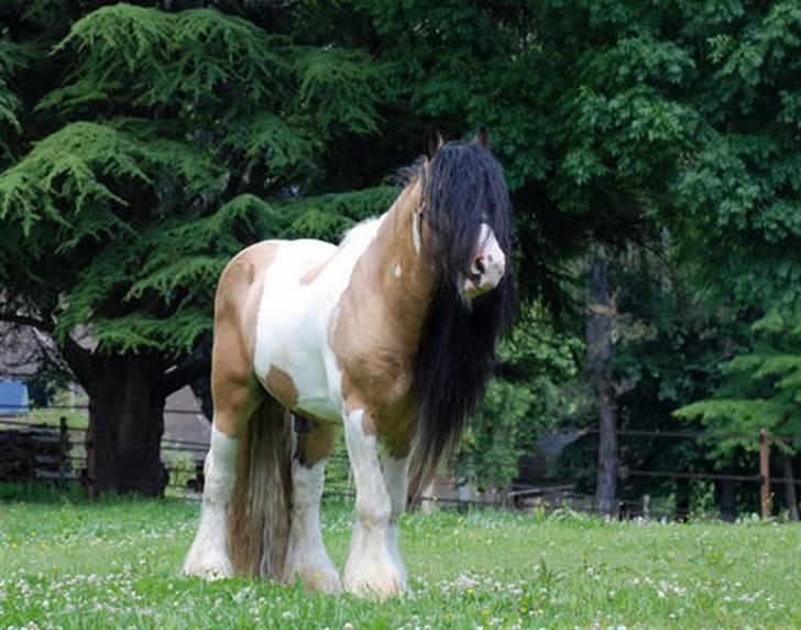 Irish Cob Cillbarra Golden Vale billede 4