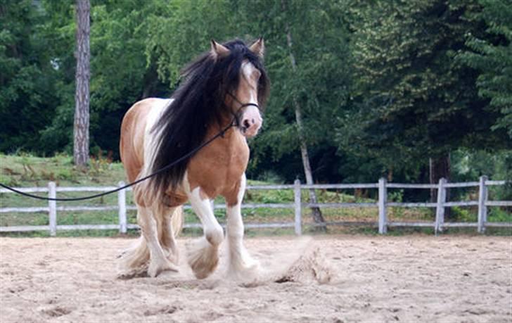 Irish Cob Cillbarra Golden Vale billede 6