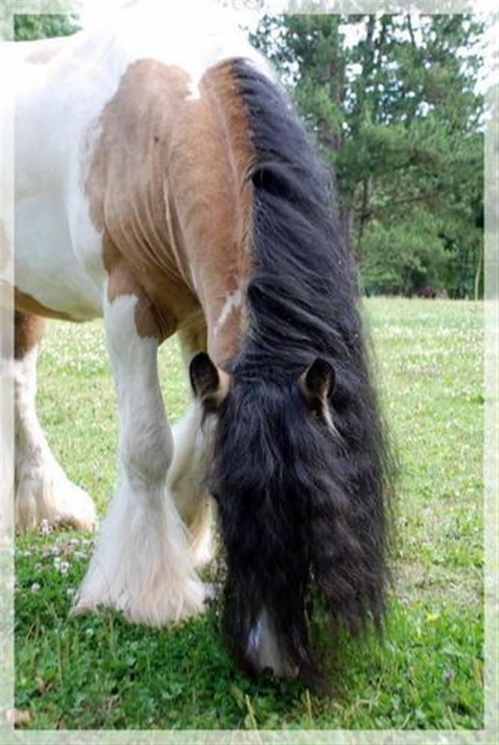 Irish Cob Cillbarra Golden Vale billede 7