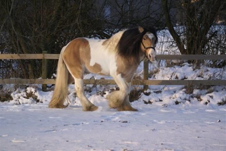 Irish Cob Cillbarra Golden Vale billede 8