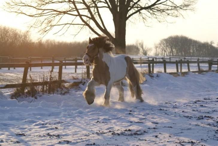 Irish Cob Cillbarra Golden Vale billede 9