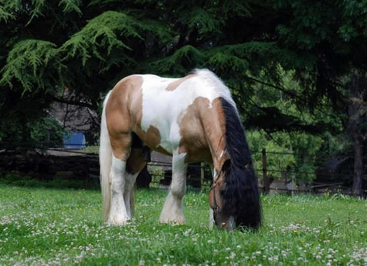 Irish Cob Cillbarra Golden Vale billede 11