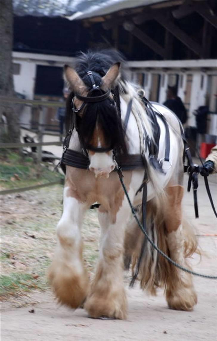 Irish Cob Cillbarra Golden Vale billede 12