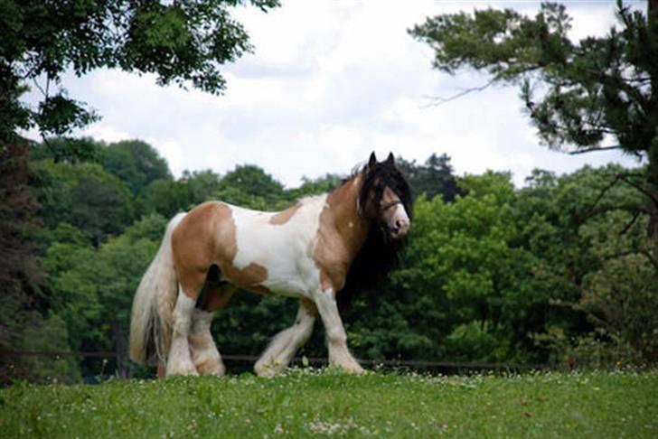 Irish Cob Cillbarra Golden Vale billede 13