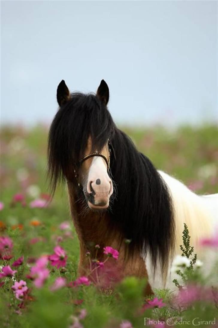 Irish Cob Cillbarra Golden Vale billede 15