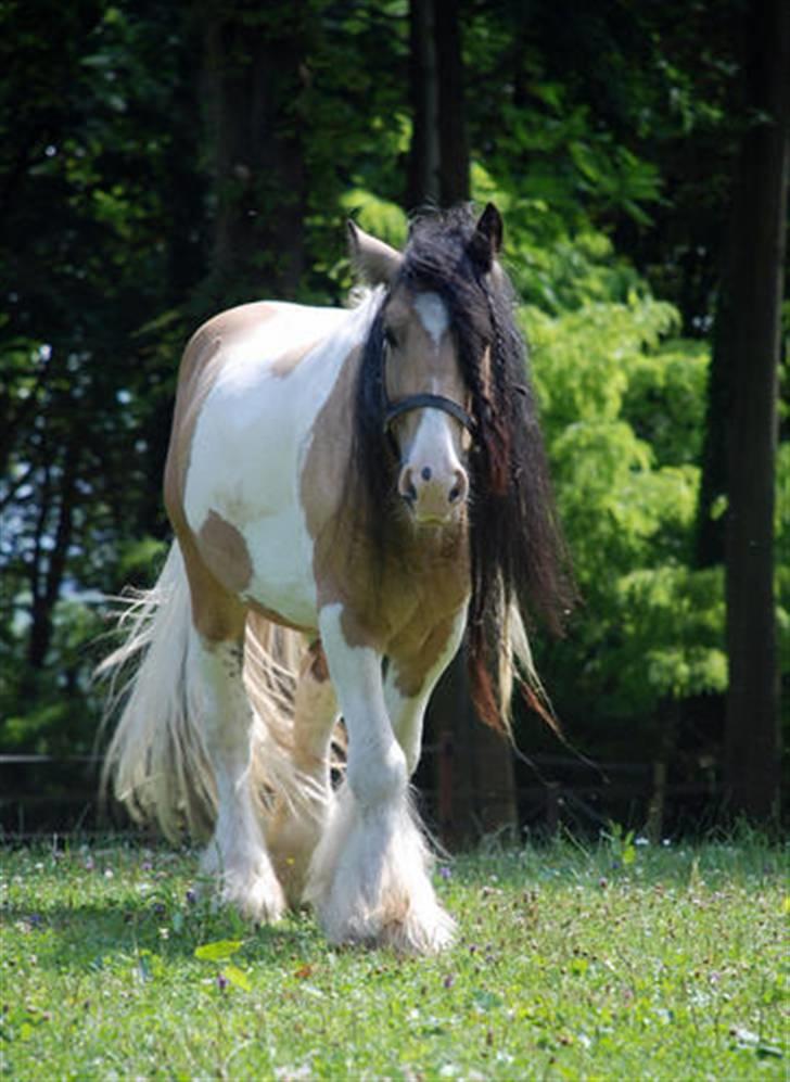 Irish Cob Cillbarra Golden Vale billede 17