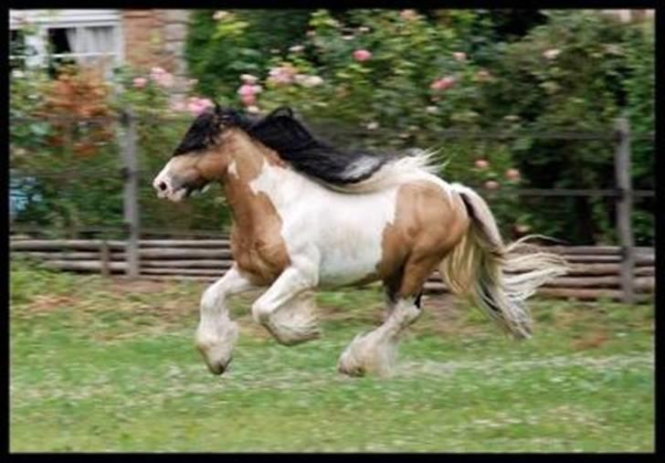 Irish Cob Cillbarra Golden Vale billede 18