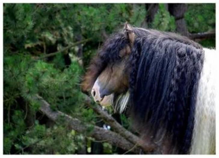 Irish Cob Cillbarra Golden Vale billede 19