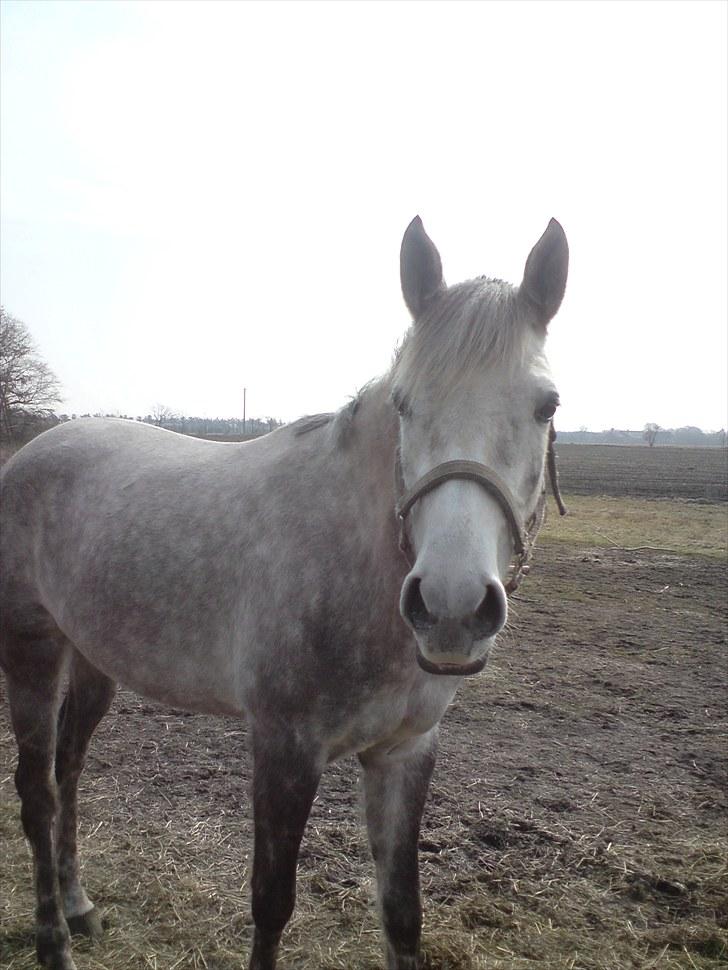 Dansk Varmblod Nikita af Sandager - April 2010 billede 13