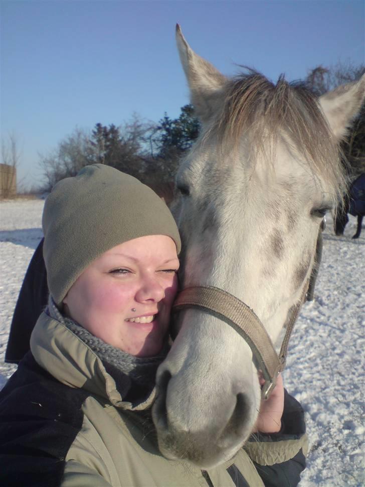 Dansk Varmblod Nikita af Sandager - December 2009 billede 15