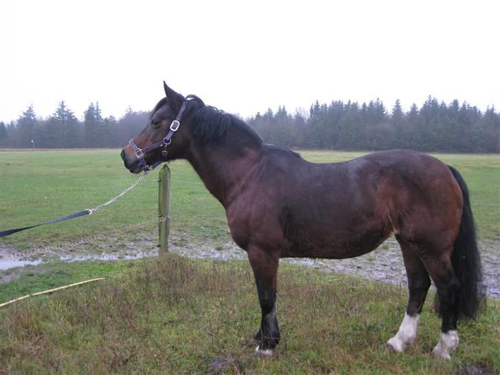 Connemara Susie Magill billede 4