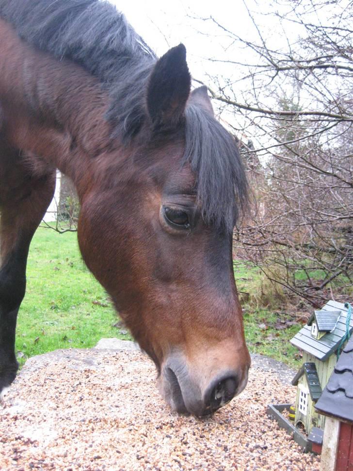 Connemara Susie Magill billede 5