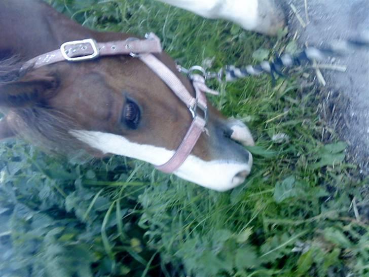 Anden særlig race Jupiter billede 8