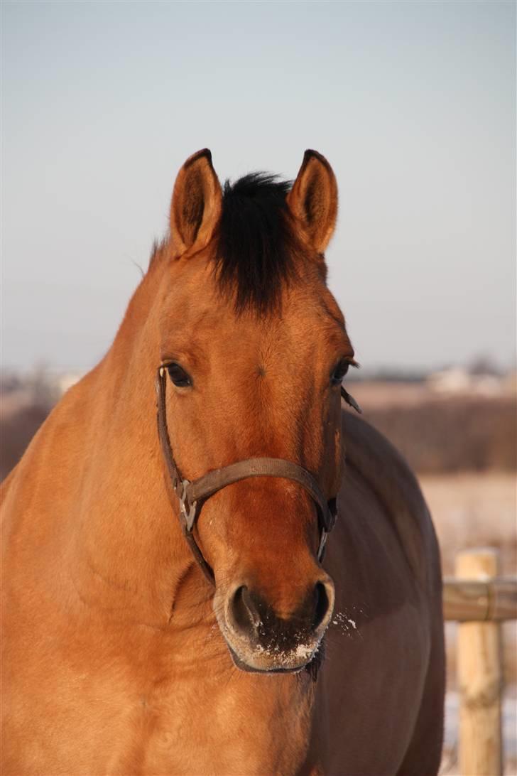 Anden særlig race Callime (Død 2010) - Elsker dette billede. Vinter 2010, med min glade dreng. Hæhæ billede 4