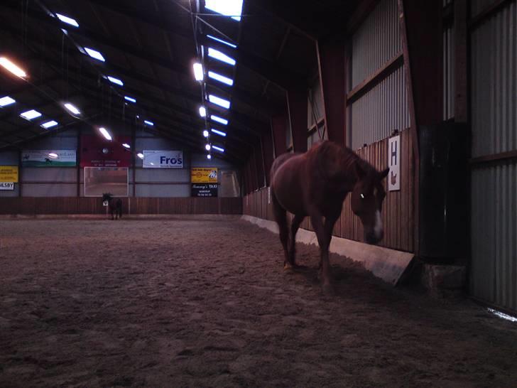 Anden særlig race Fakir.!  billede 11