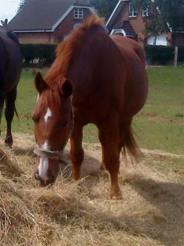 Anden særlig race Fakir.!  - Foldhygge. billede 14
