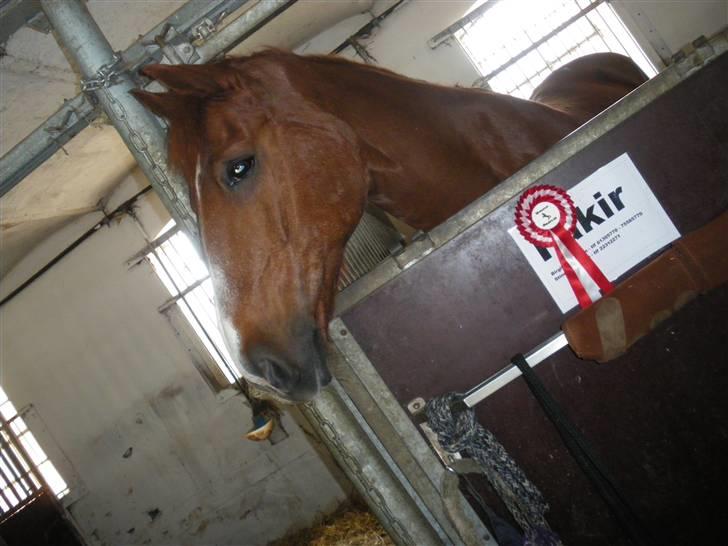 Anden særlig race Fakir.!  billede 15